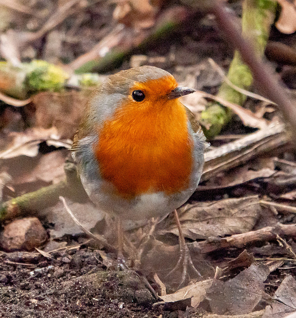 Robin