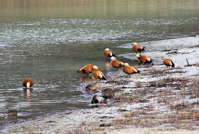 Rostgänse am Schlosssee