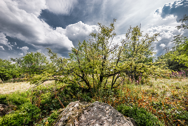 Am Heidelstein - 20150812