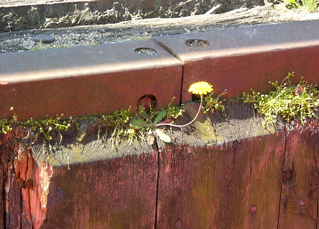 Natur an der Überseebrücke