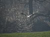 20170409 0421CPw [D~PB] Weißstorch (Ciconia ciconia), Steinhorster Becken, Delbrück