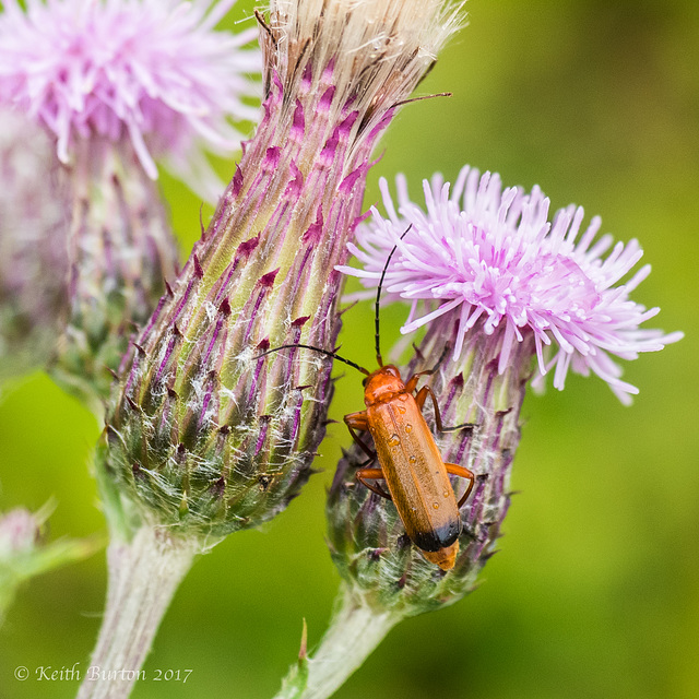 Soldier Beetle