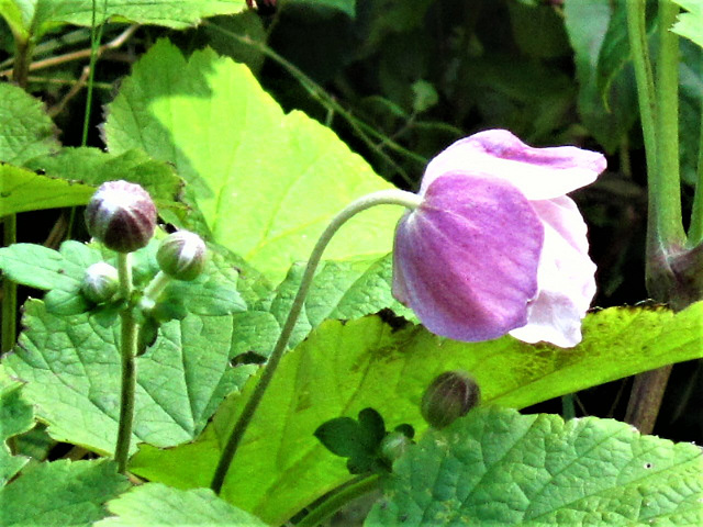 Usual pink anemone