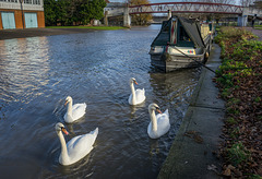 Royal Swans on the River Cam - Cambridge, England