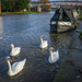 Royal Swans on the River Cam - Cambridge, England