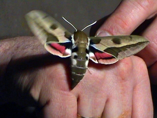 Spurge hawkmoth/ Wolfsmelkpijlstaart