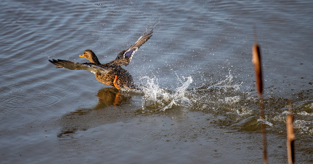 Mallard lift off