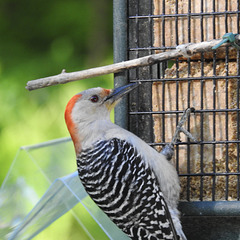 Red-bellied Woodpecker