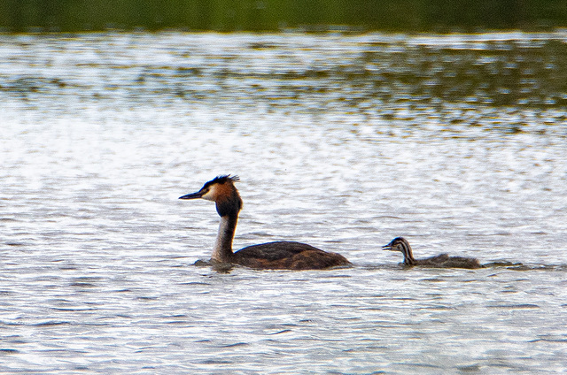 Great crested grebe with chick