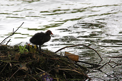 Roath Park