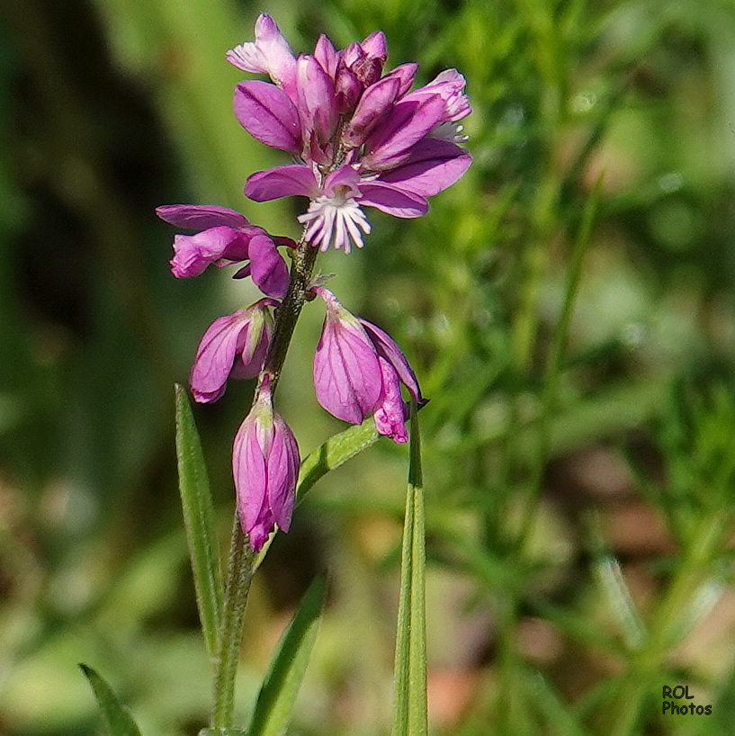 Aussi belle qu'une orchidée