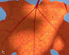 Glorious Maple Leaf Details and Fall in Medford Parking Lots (Set 6) (+7 insets!)