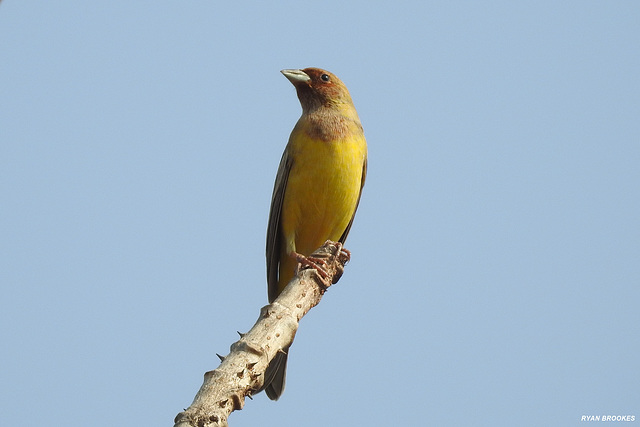 20210122-9546 Red-headed bunting