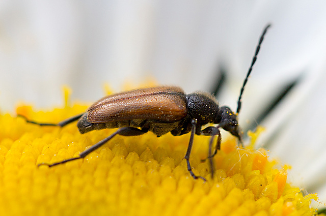 20210609 4329VRMw [D~LIP] Rothalsbock (Leptura rubra) [m], Bad Salzuflen