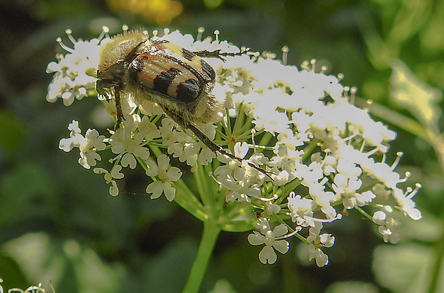 20210627 1175CPw [D~LIP] Möhre (Daucus carota), Pinselkäfer (Trichius fasciatus), Bad Salzuflen