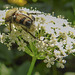 20210627 1175CPw [D~LIP] Möhre (Daucus carota), Pinselkäfer (Trichius fasciatus), Bad Salzuflen