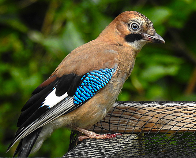 20210705 1322CPw [D~LIP] Eichelhäher (Garrulus glandarius), Bad Salzuflen