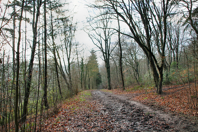 Weg am Waldrand (Essen-Byfang) / 10.01.2021