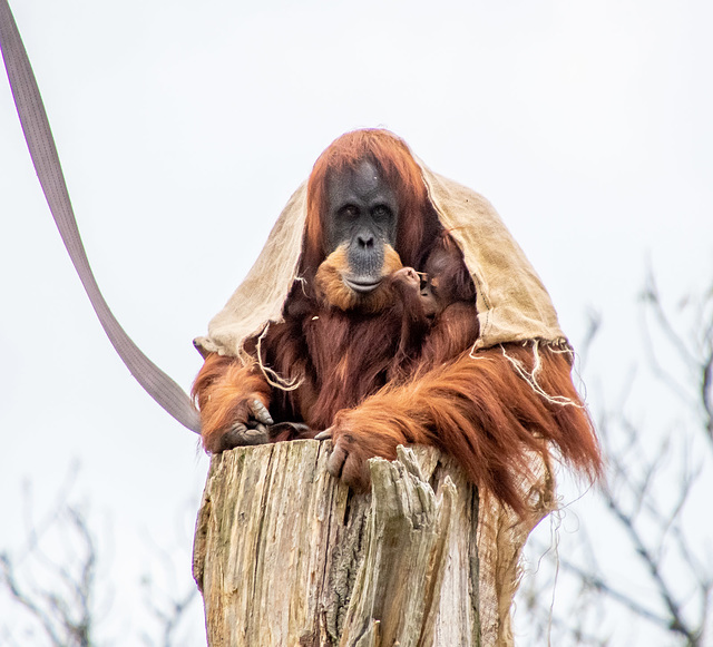 Orangutan with its baby