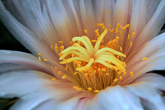 Thelocactus setispinus