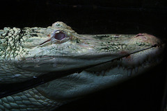 Alligator du Mississippi albinos .