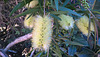 Yellow Bottle Brush 20240920 14 23 14 Pro