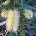 Yellow Bottle Brush 20240920 14 23 14 Pro