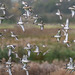 Black tailed godwits