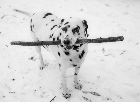 One hundred and One second Dalmatians