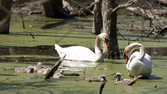 Familie Schwan