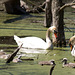 Familie Schwan