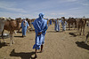 At the camel market