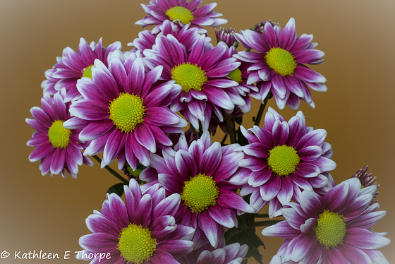 Daisy Bouquet 052516-001