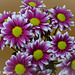 Daisy Bouquet 052516-001