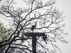 20170409 0422CPw [D~PB] Weißstorch (Ciconia ciconia), Steinhorster Becken, Delbrück