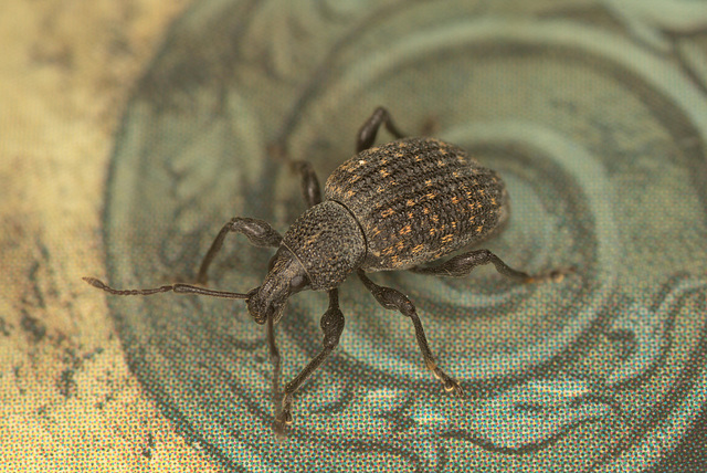 Weevil EF7A0575