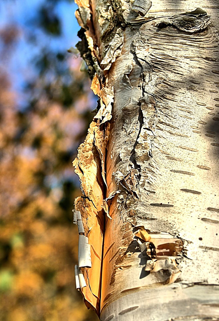 Silver Birch