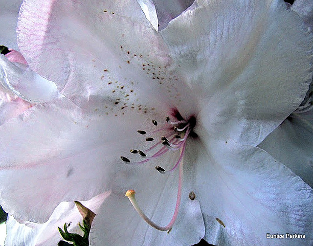 Blossom View