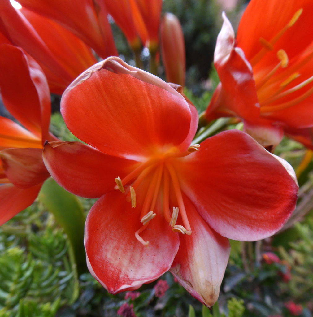 clivia