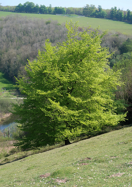 Fresh green tree