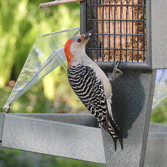 Red-bellied Woodpecker