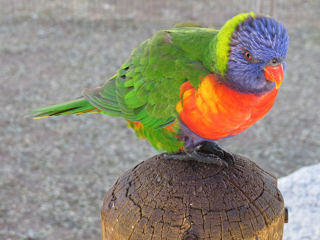 Rainbow Lorikeet