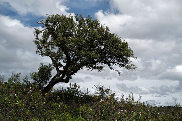 Azinheira, Quercus ilex, Penedos