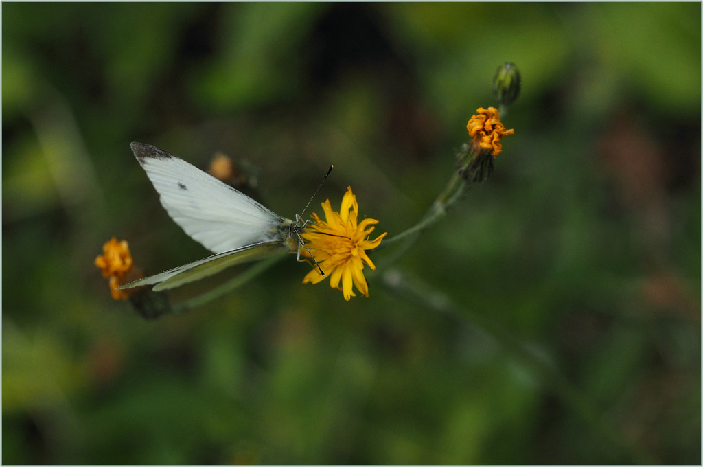 Cabbage white eating hawkweed