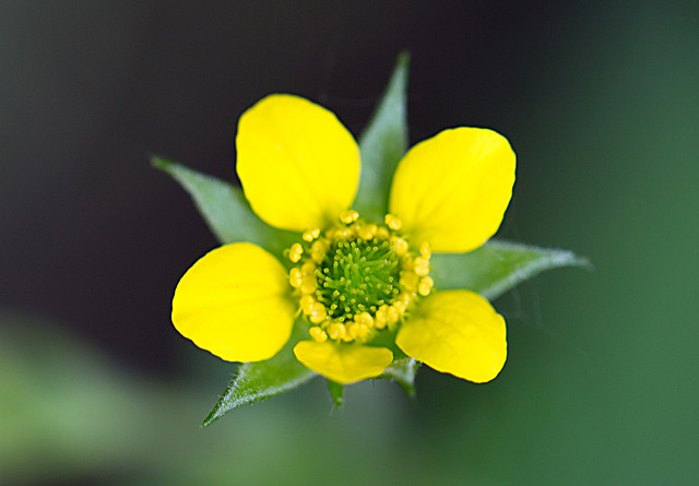 20210609 4331VRMw [D~LIP]  Echte Nelkenwurz (Geum urbanum), Bad Salzuflen