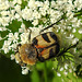 20210627 1176CPw [D~LIP] Möhre (Daucus carota), Pinselkäfer (Trichius fasciatus), Bad Salzuflen