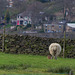 Brown Hare ignoring Sheep