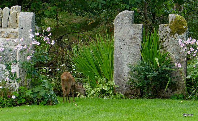 So now we know who is eating the plants in the garden!