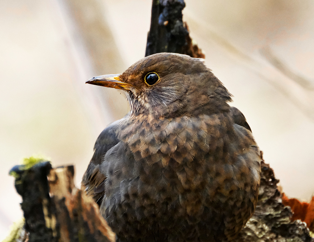 Amselweibchen      (Turdus merula)