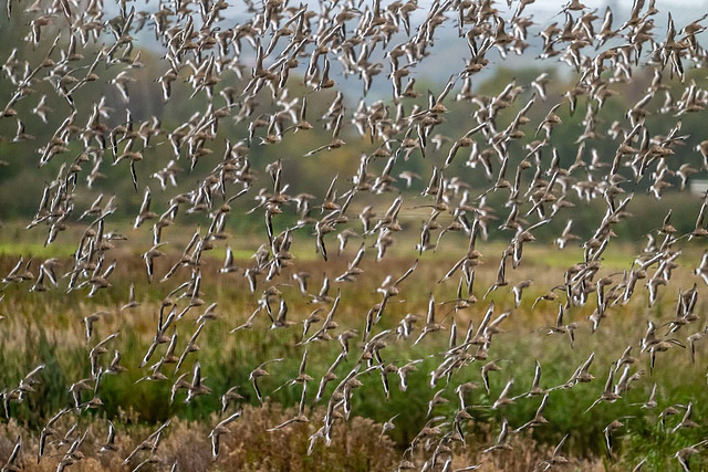 Black tailed godwits